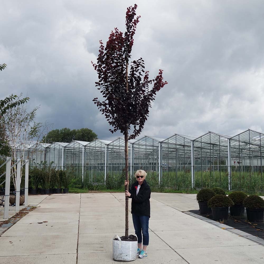 Prunus cerasifera 'Nigra' Tree - Image 8