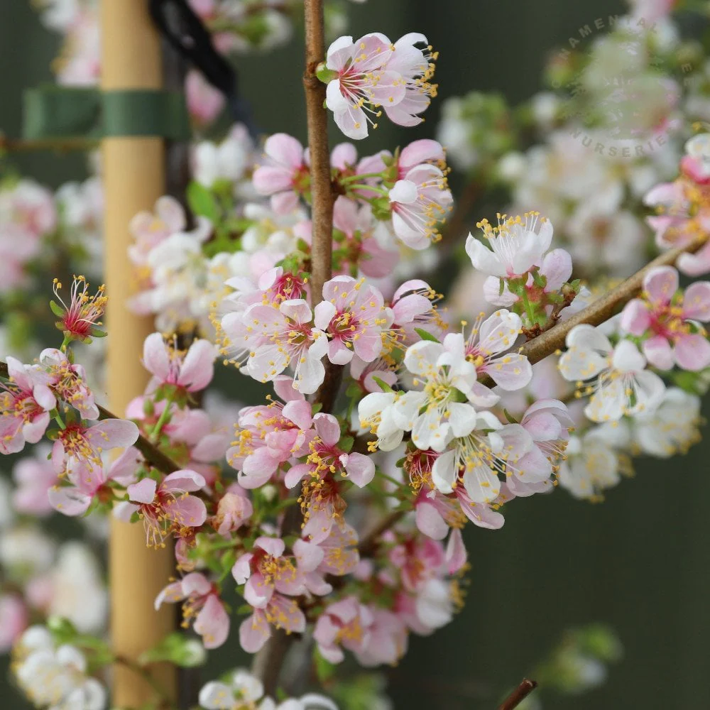 Prunus cerasifera 'Princess' Tree