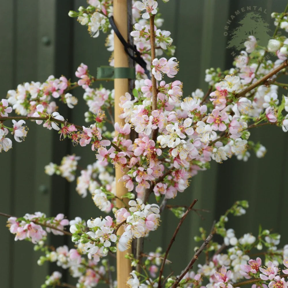 Prunus cerasifera 'Princess' Tree - Image 2