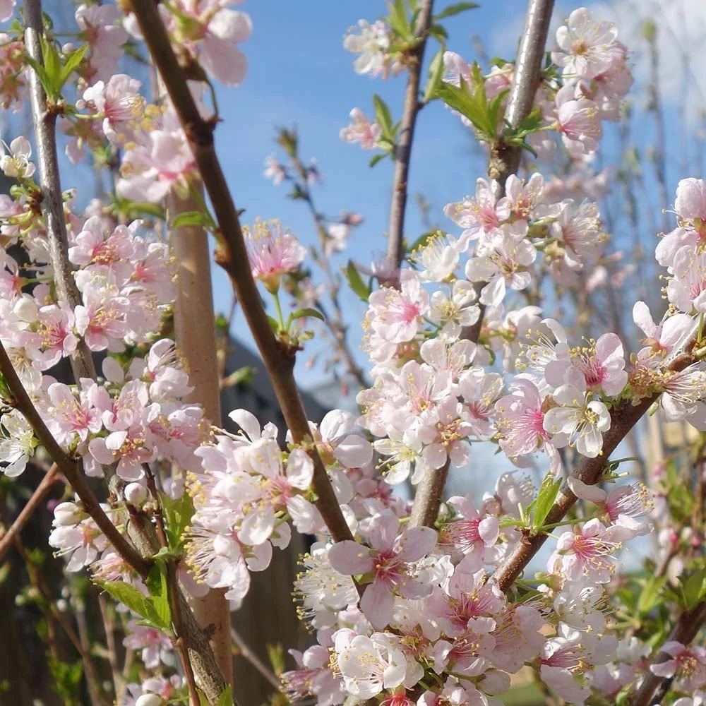 Prunus cerasifera 'Princess' Tree - Image 3