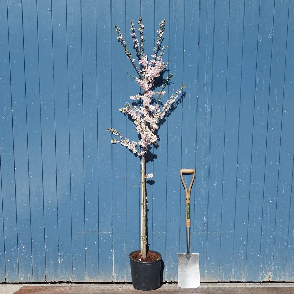 Prunus cerasifera 'Princess' Tree - Image 4
