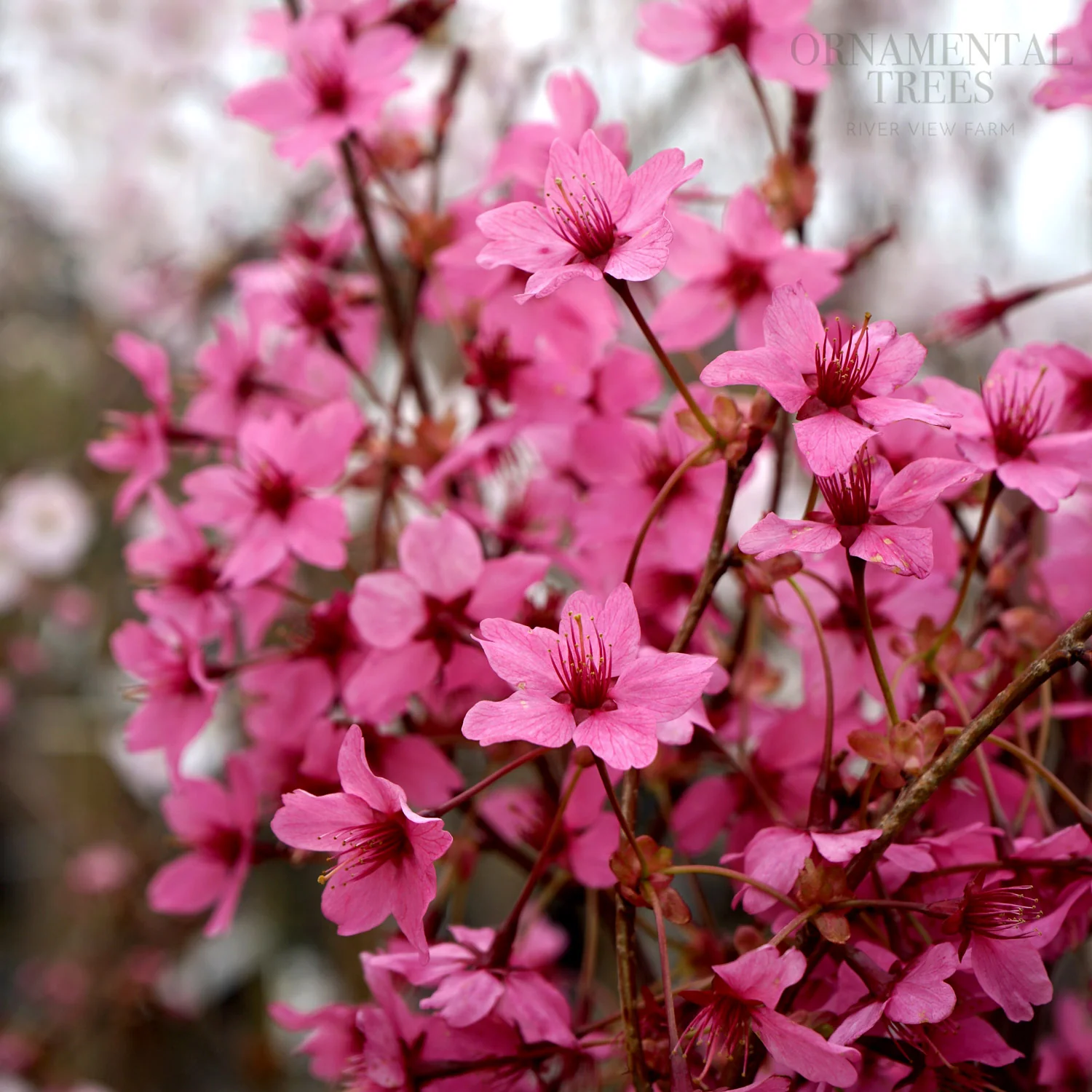Prunus 'Collingwood Ingram' Tree