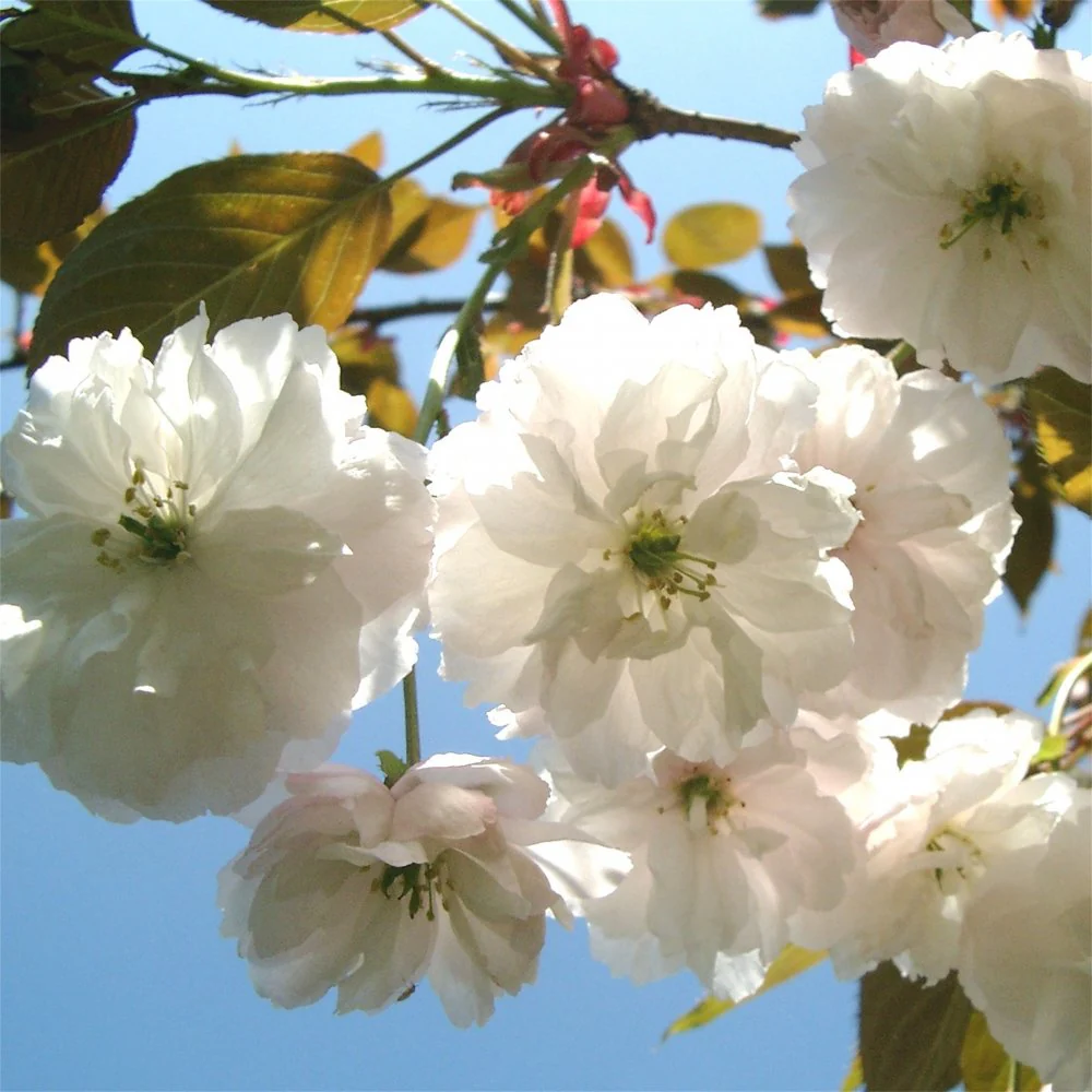 Prunus 'Fragrant Cloud' - 'Shizuka' Tree - Image 3