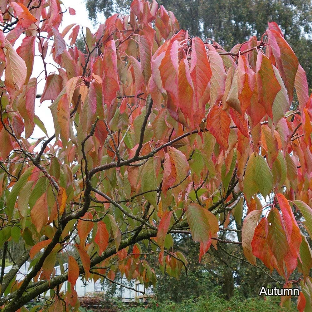 Prunus 'Fragrant Cloud' - 'Shizuka' Tree - Image 4
