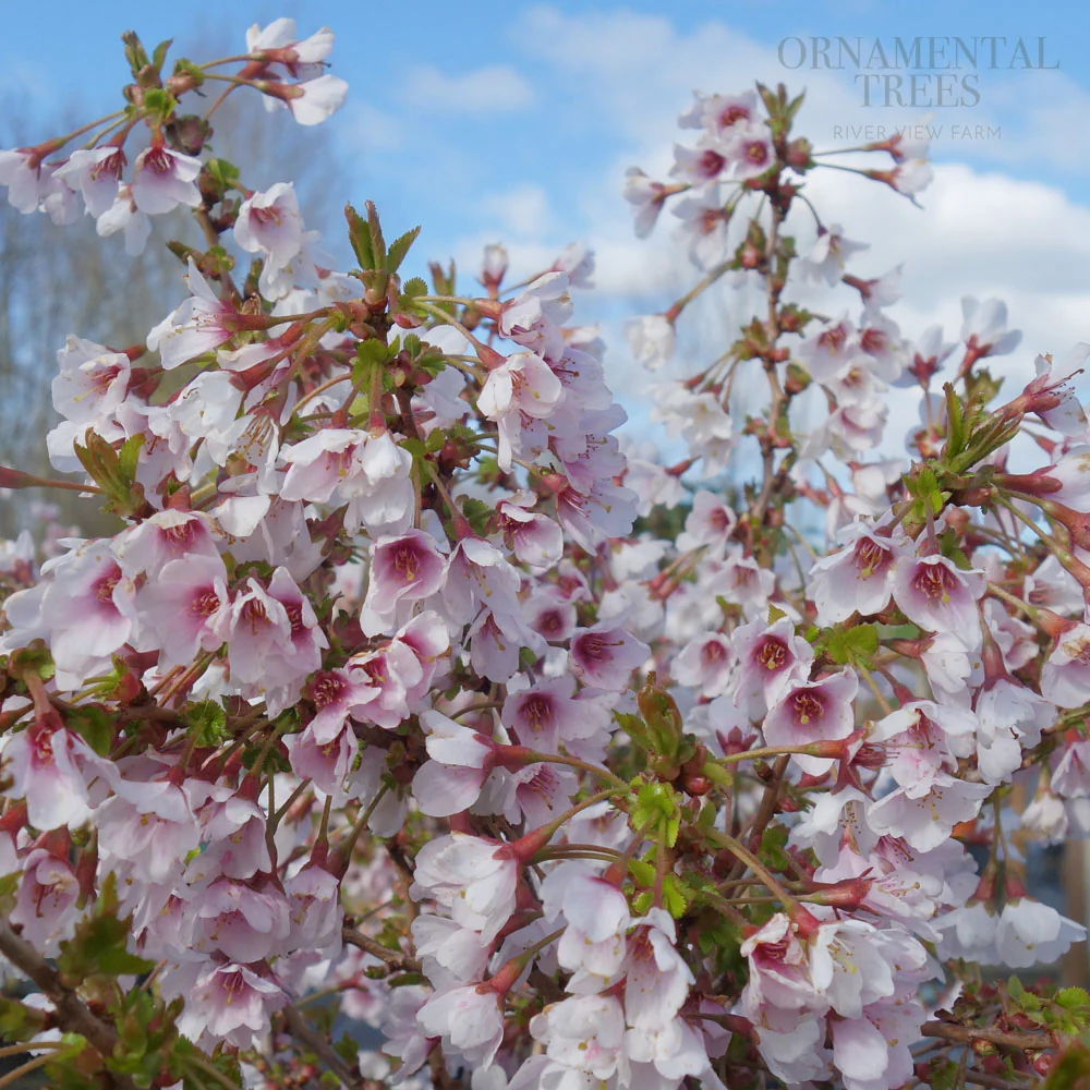 Prunus incisa 'Kojo-no-mai' Tree