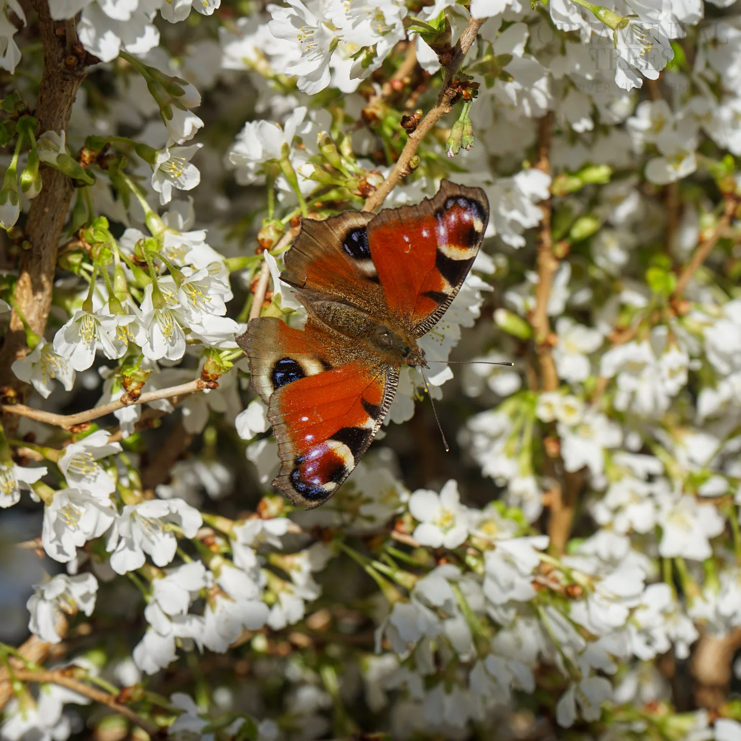 Prunus incisa 'Kojo-no-mai' Tree - Image 2