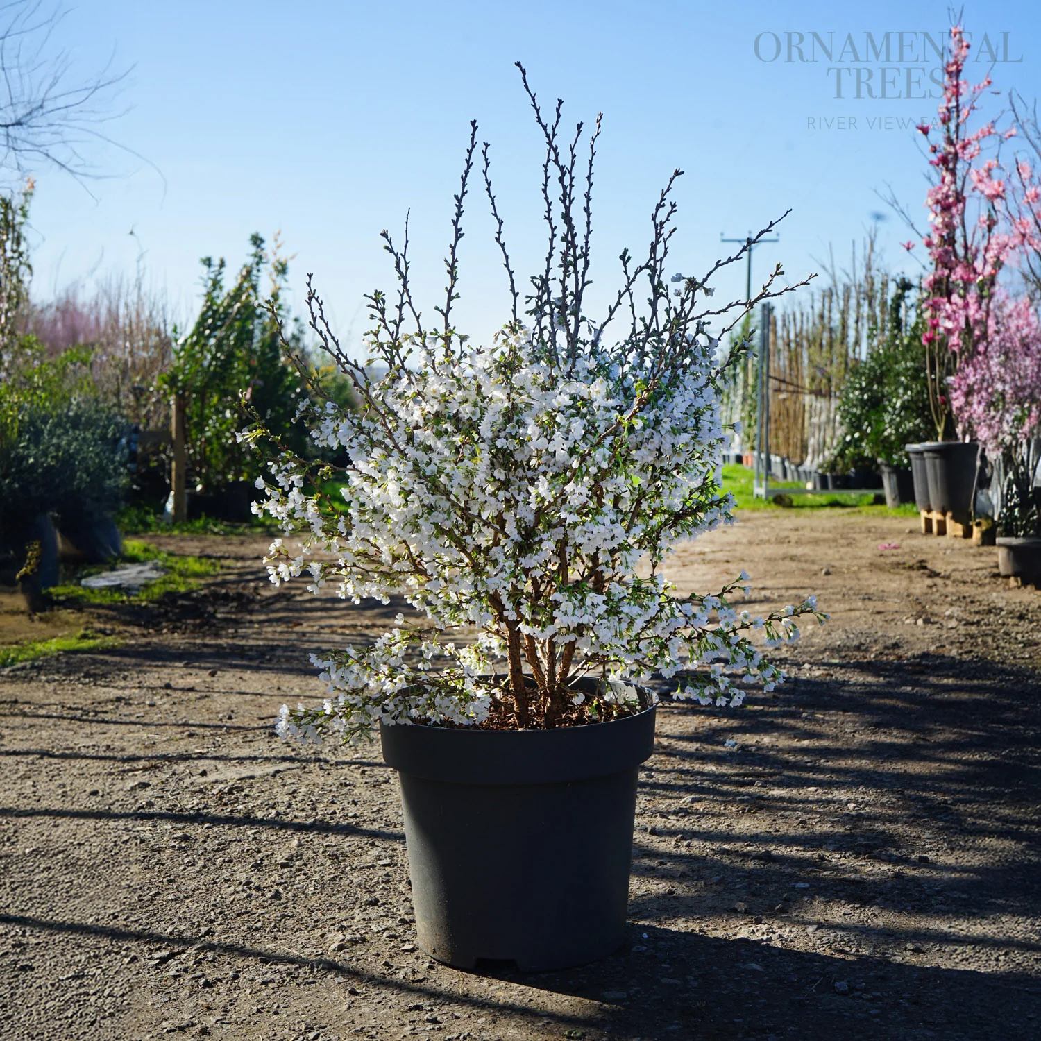 Prunus incisa 'Kojo-no-mai' Tree - Image 3