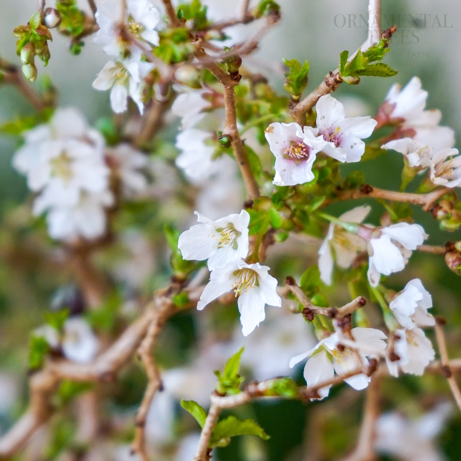 Prunus incisa 'Kojo-no-mai' Tree - Image 4