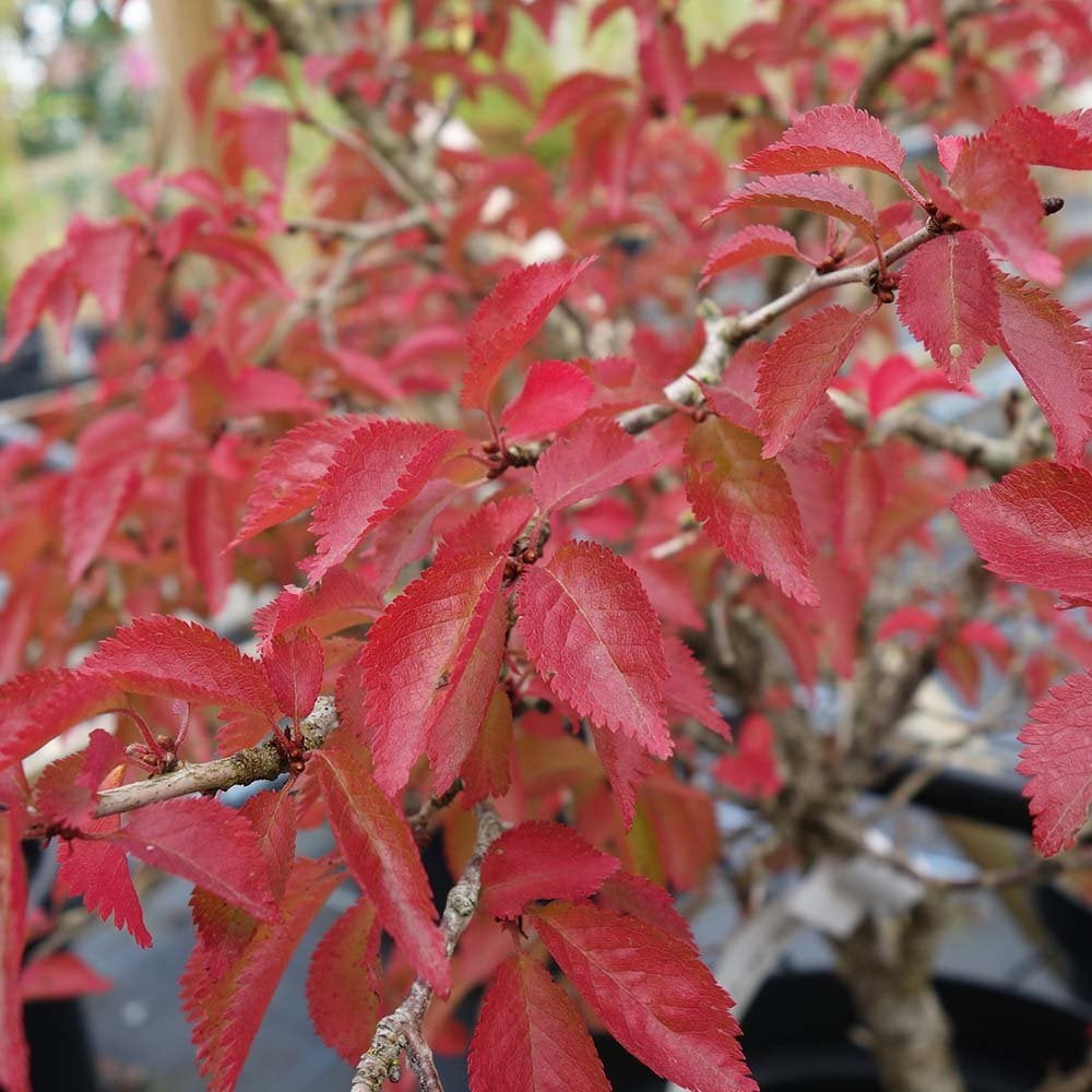 Prunus incisa 'Kojo-no-mai' Tree - Image 7