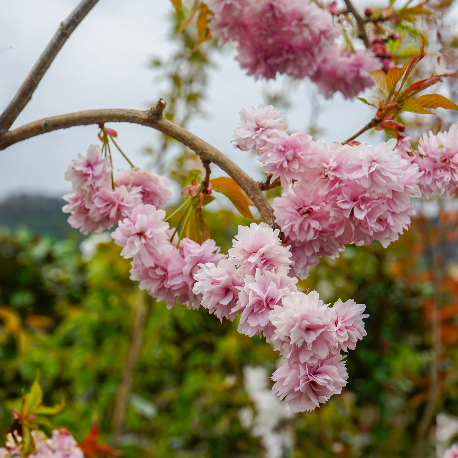 Prunus 'Kiku-shidare-zakura' Tree