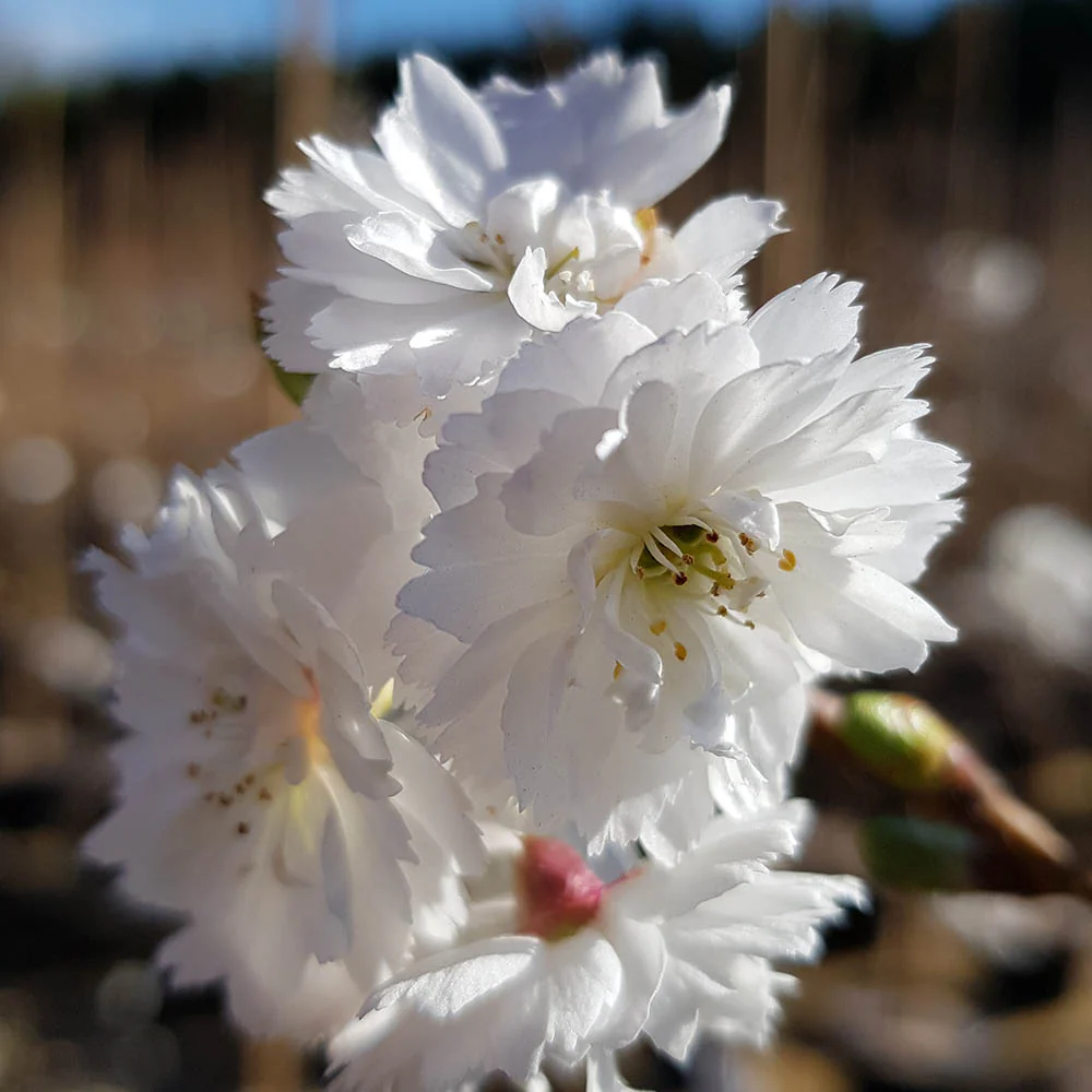 Prunus 'Kobuku-zakura' - 'Powder Puff' Tree