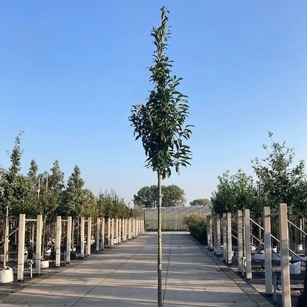 Prunus laurocerasus 'Genolia' - Image 2