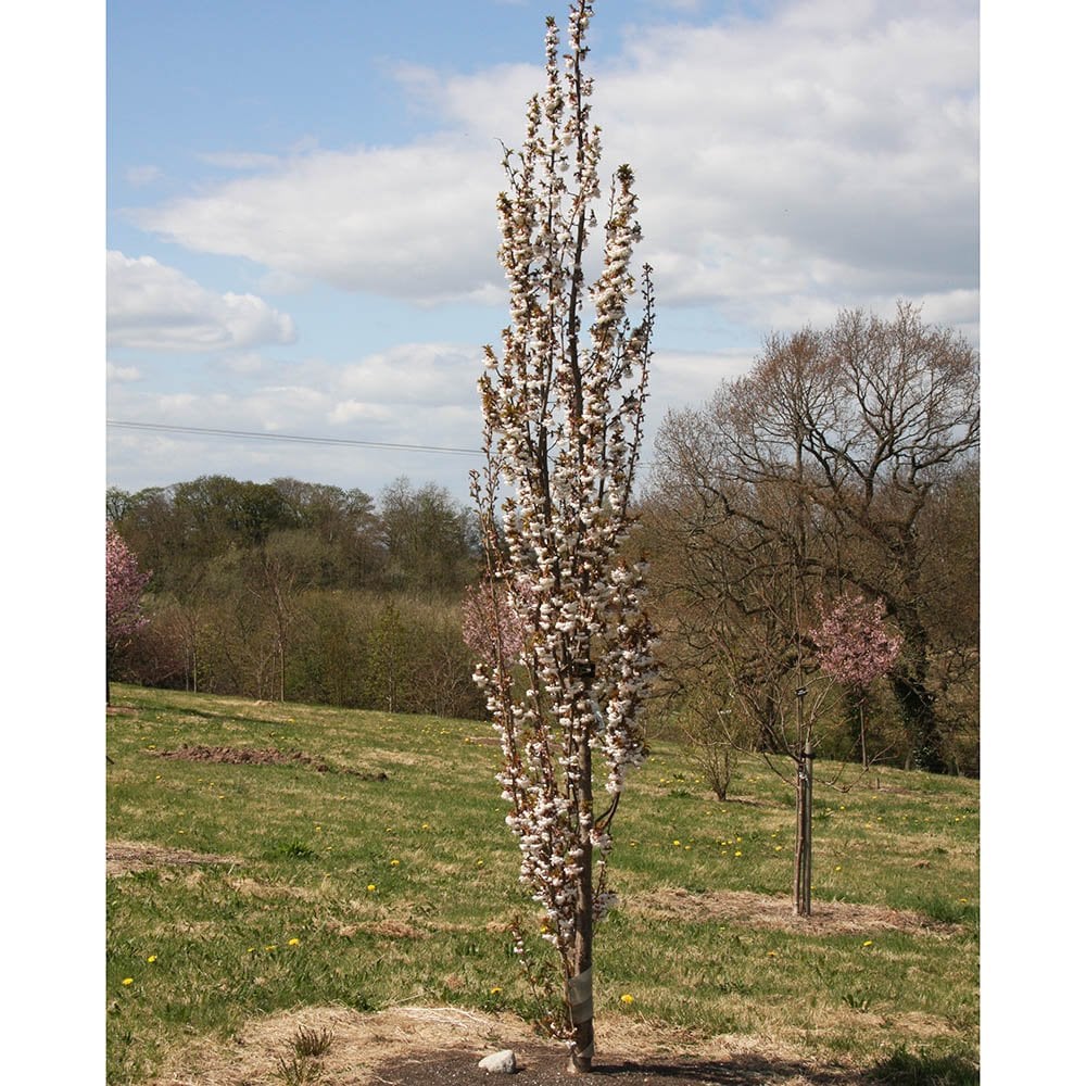 Prunus litigiosa Tree - Image 2