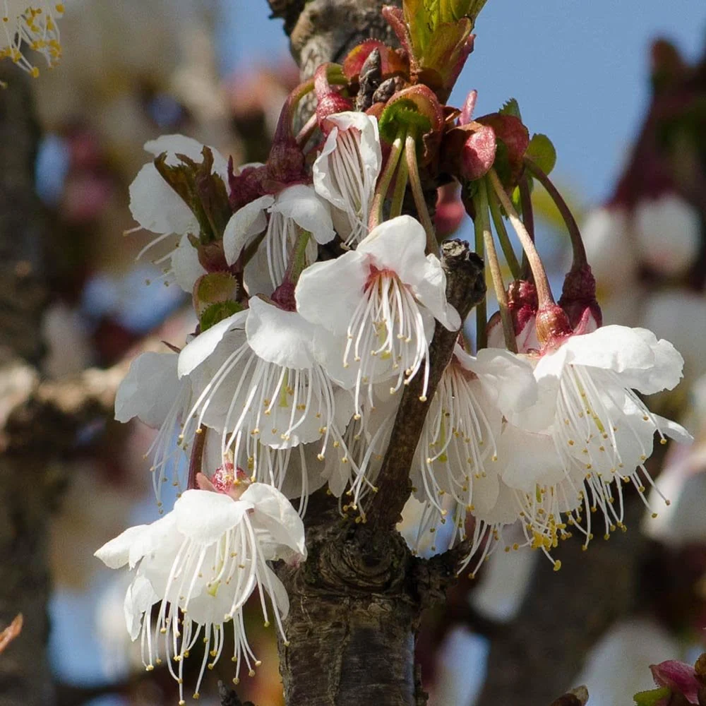 Prunus litigiosa Tree - Image 3