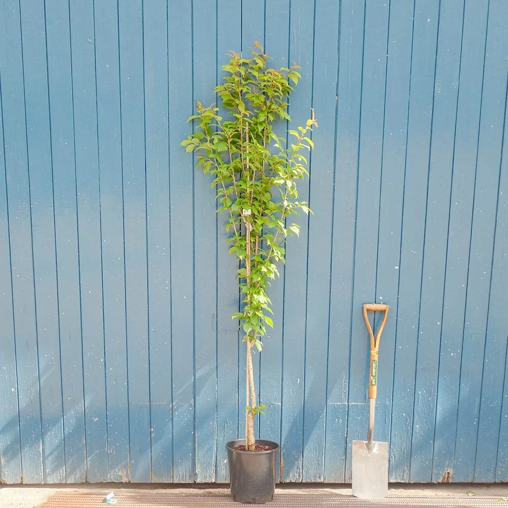 Prunus litigiosa Tree - Image 4