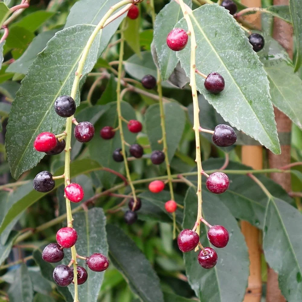 Prunus lusitanica Tree - Image 2