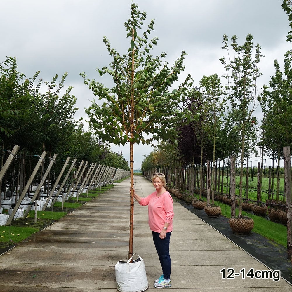 Prunus maackii Tree - Image 4