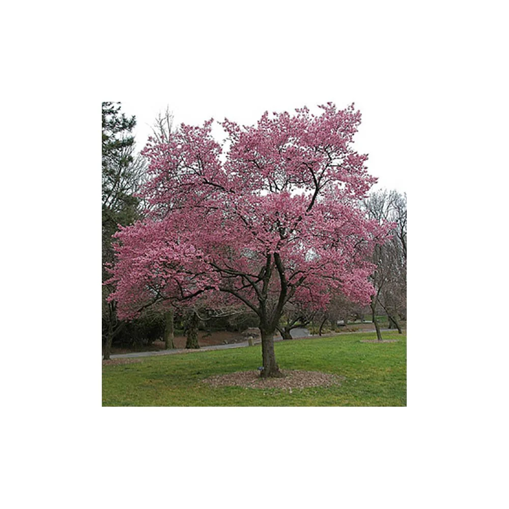 Prunus 'Okame' Tree - Image 3