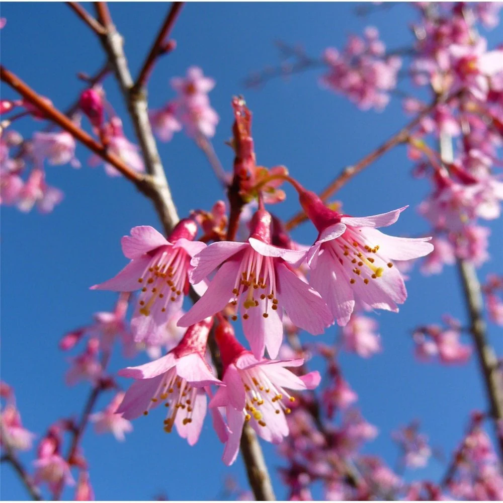 Prunus 'Okame' Tree - Image 4