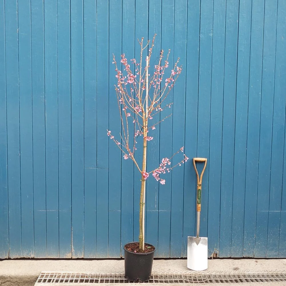 Prunus 'Okame' Tree - Image 5