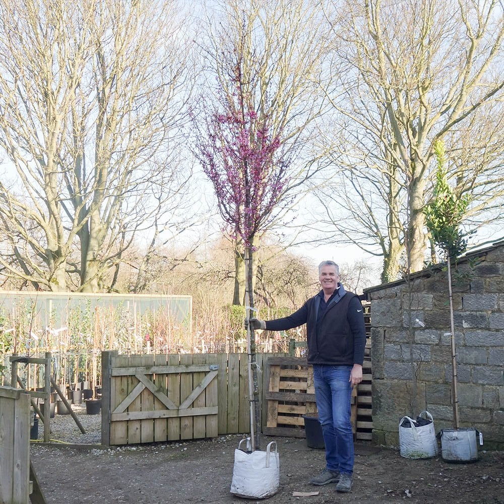 Prunus 'Okame' Tree - Image 7