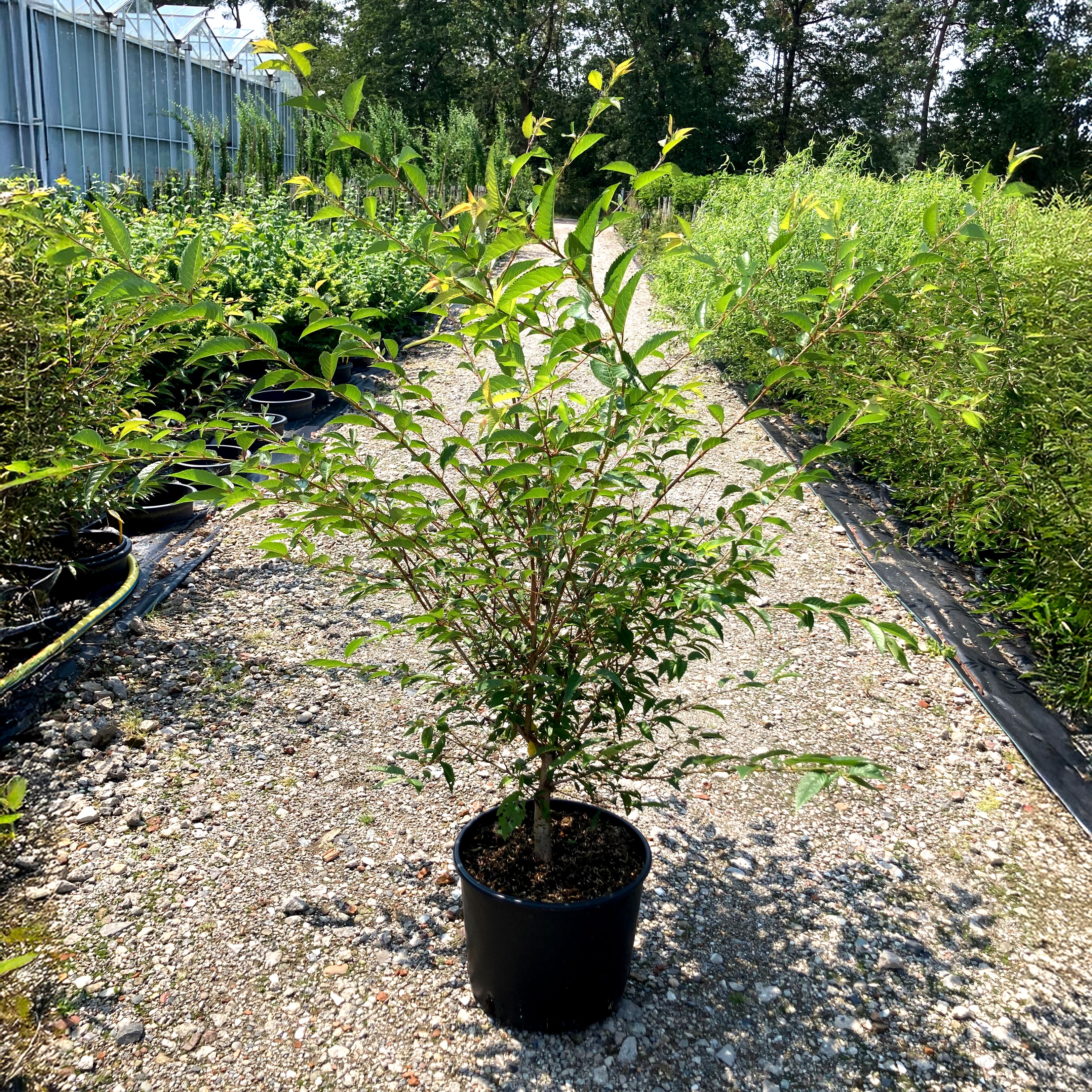 Prunus 'Okame' Tree - Image 8