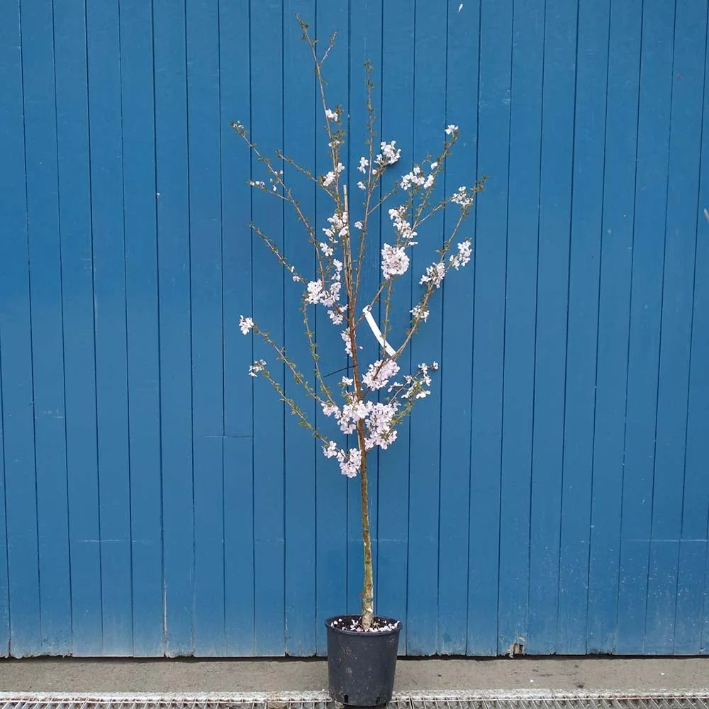 Prunus 'Pandora' Tree - Image 3