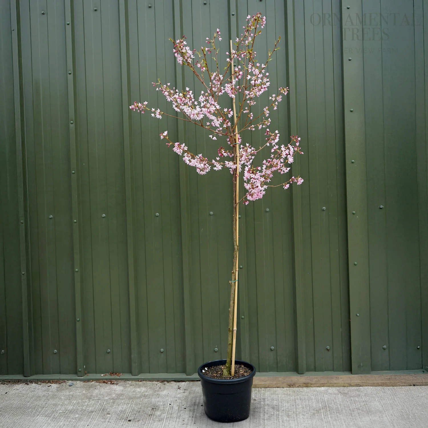 Prunus pendula 'Pink Star' Tree - Image 2