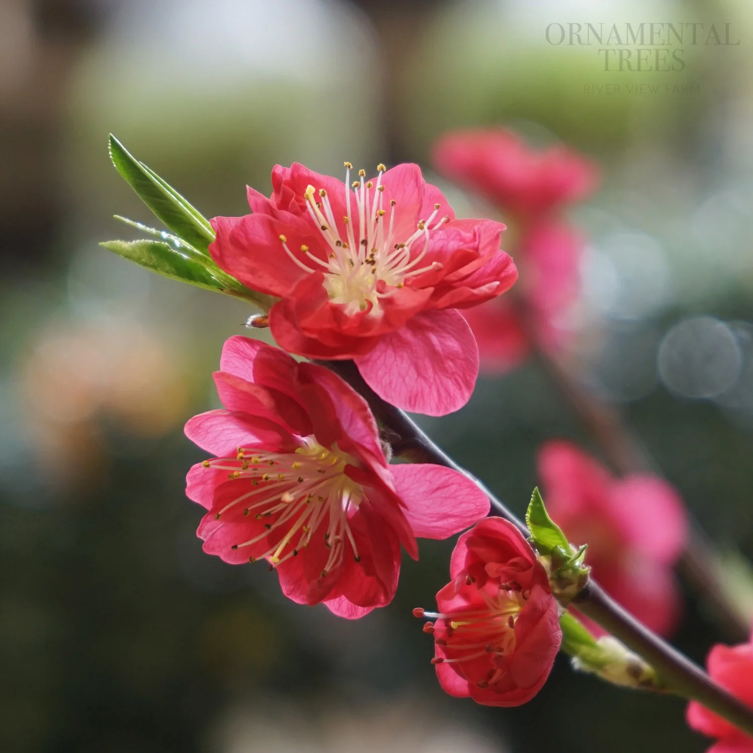 Prunus persica 'Melred'