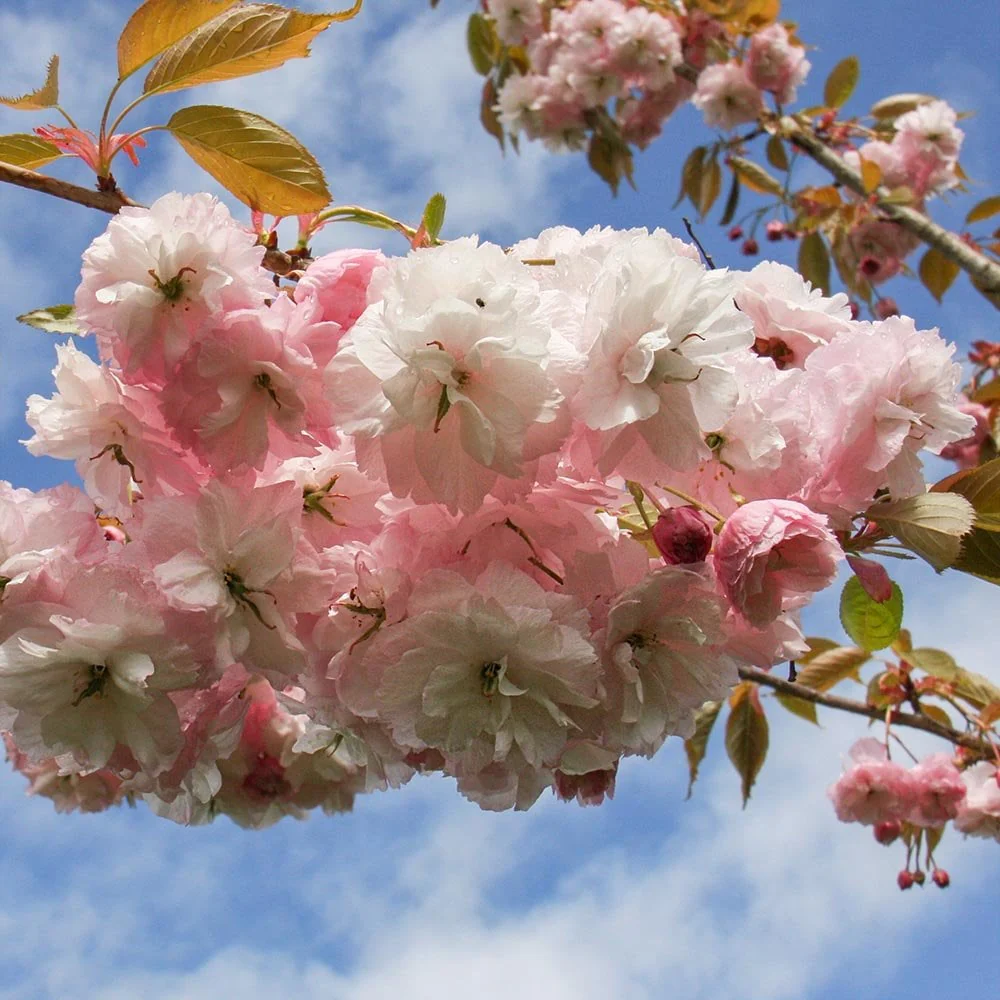 Prunus Pink Parasol Tree