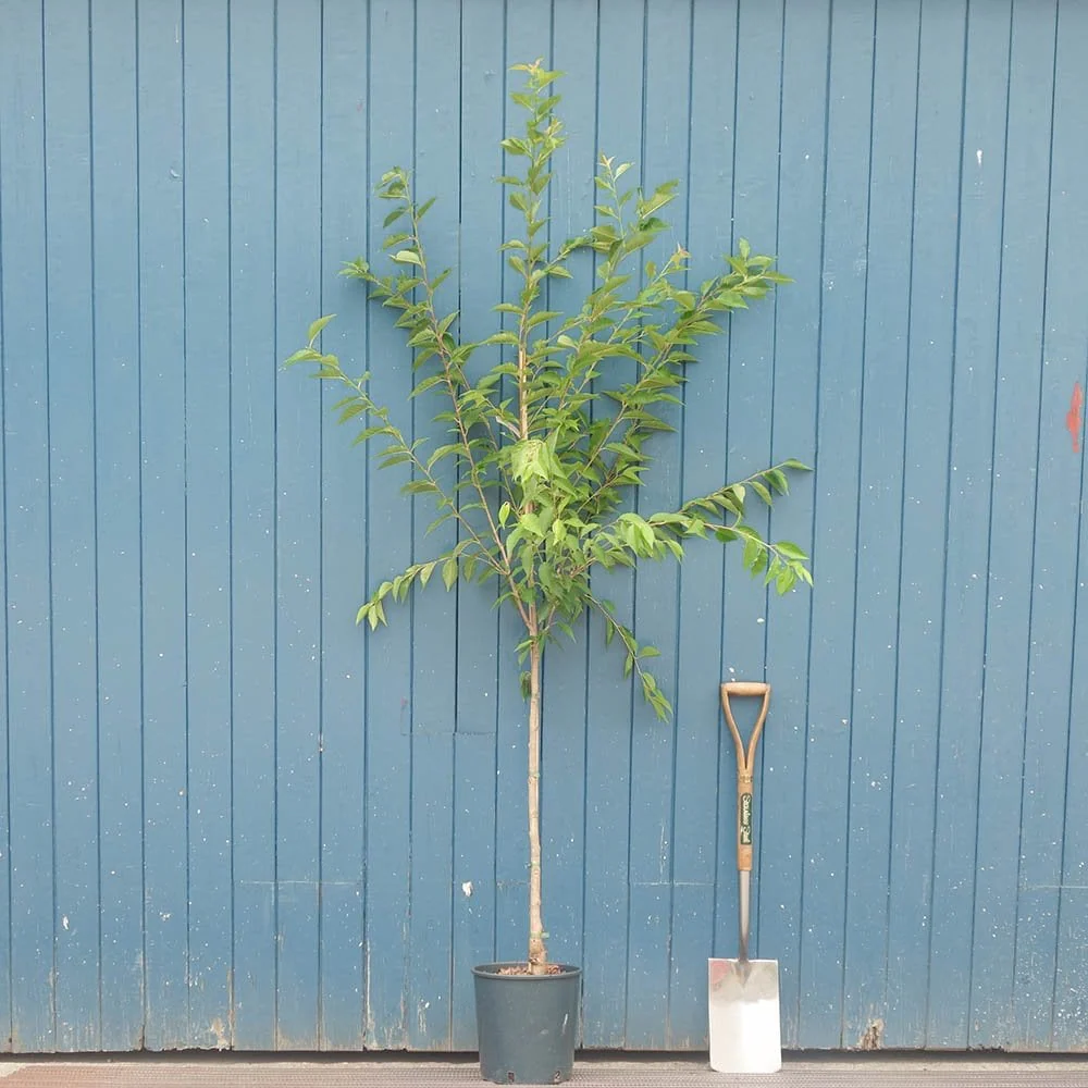 Prunus 'Royal Flame' Tree
