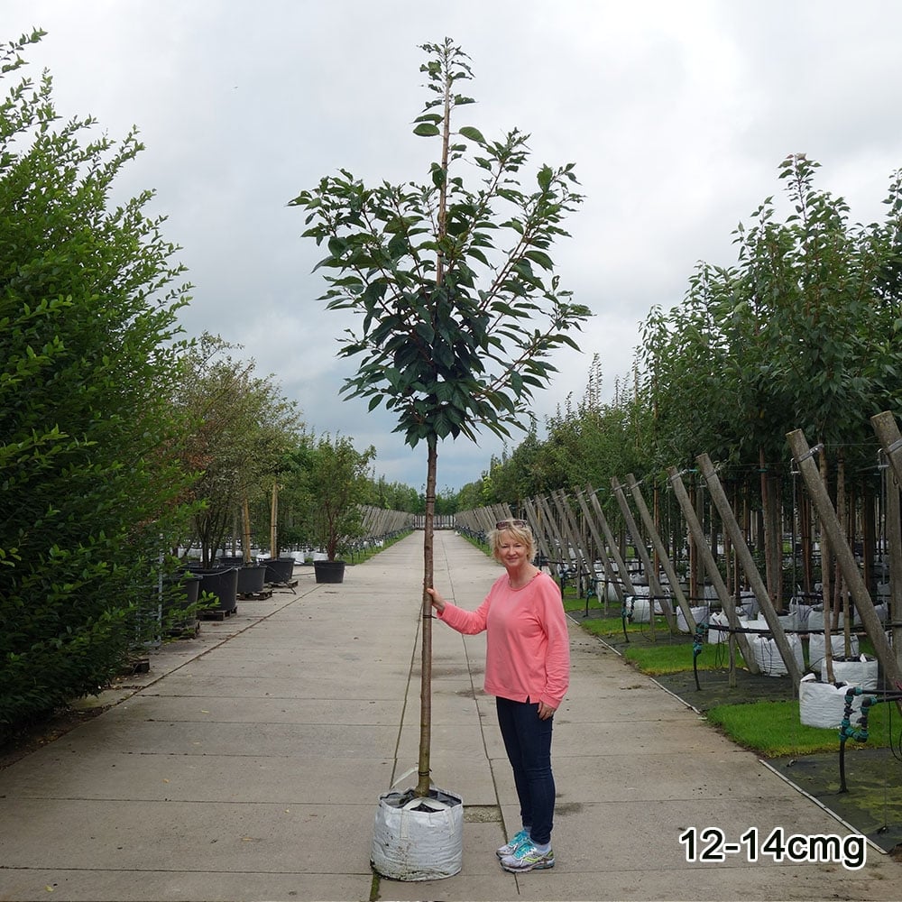 Prunus sargentii 'Rancho' Tree - Image 8