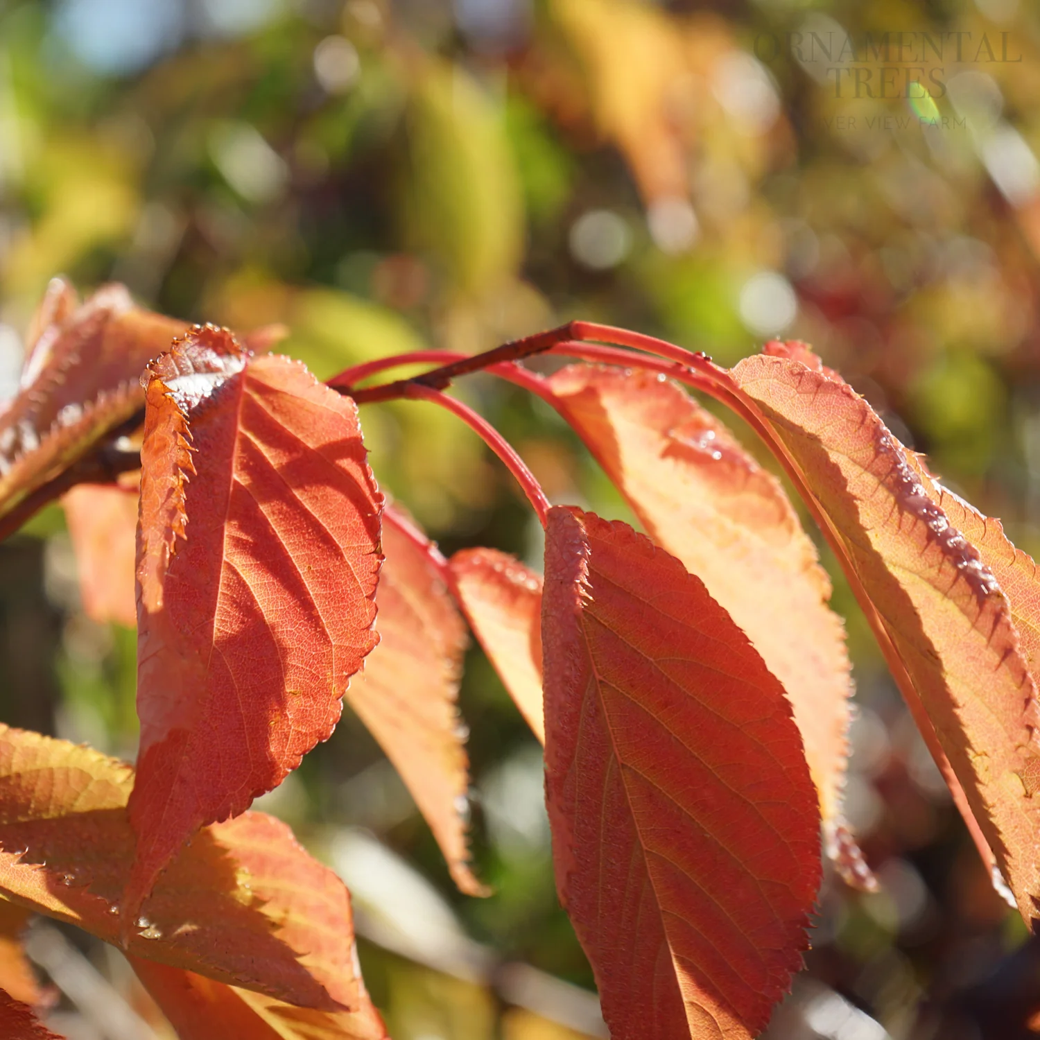 Prunus 'Shirotae' Tree - Image 3