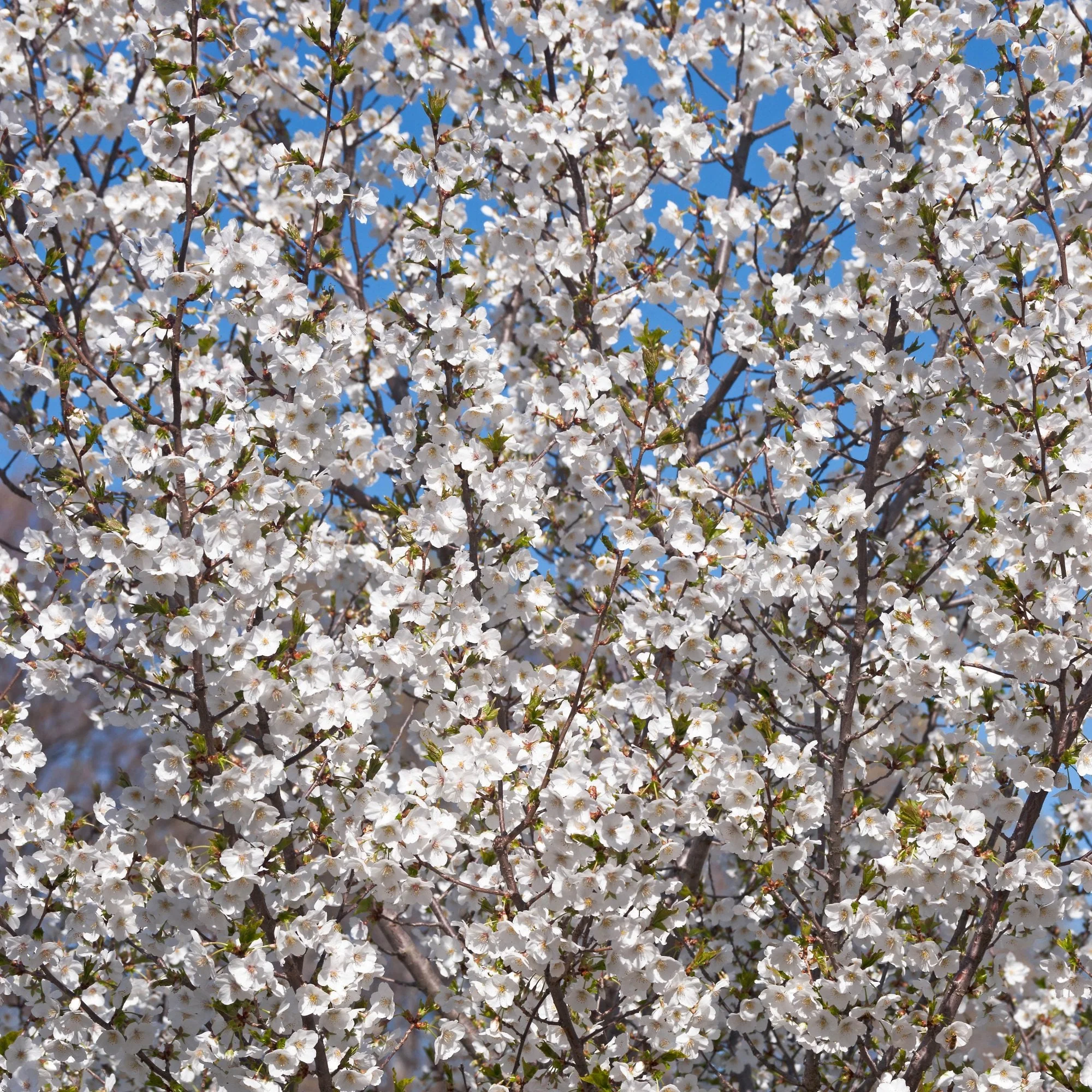 Prunus 'Snow Goose' or 'Umineko' - Image 2