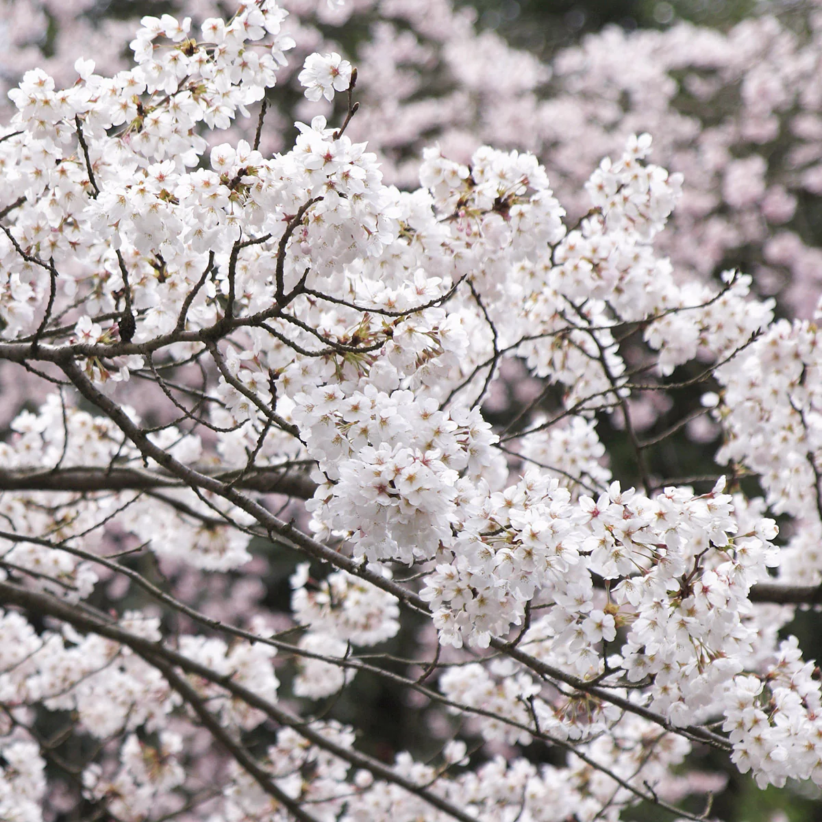 Prunus x yedoensis Tree