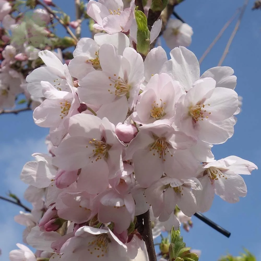 Prunus x yedoensis Tree - Image 2