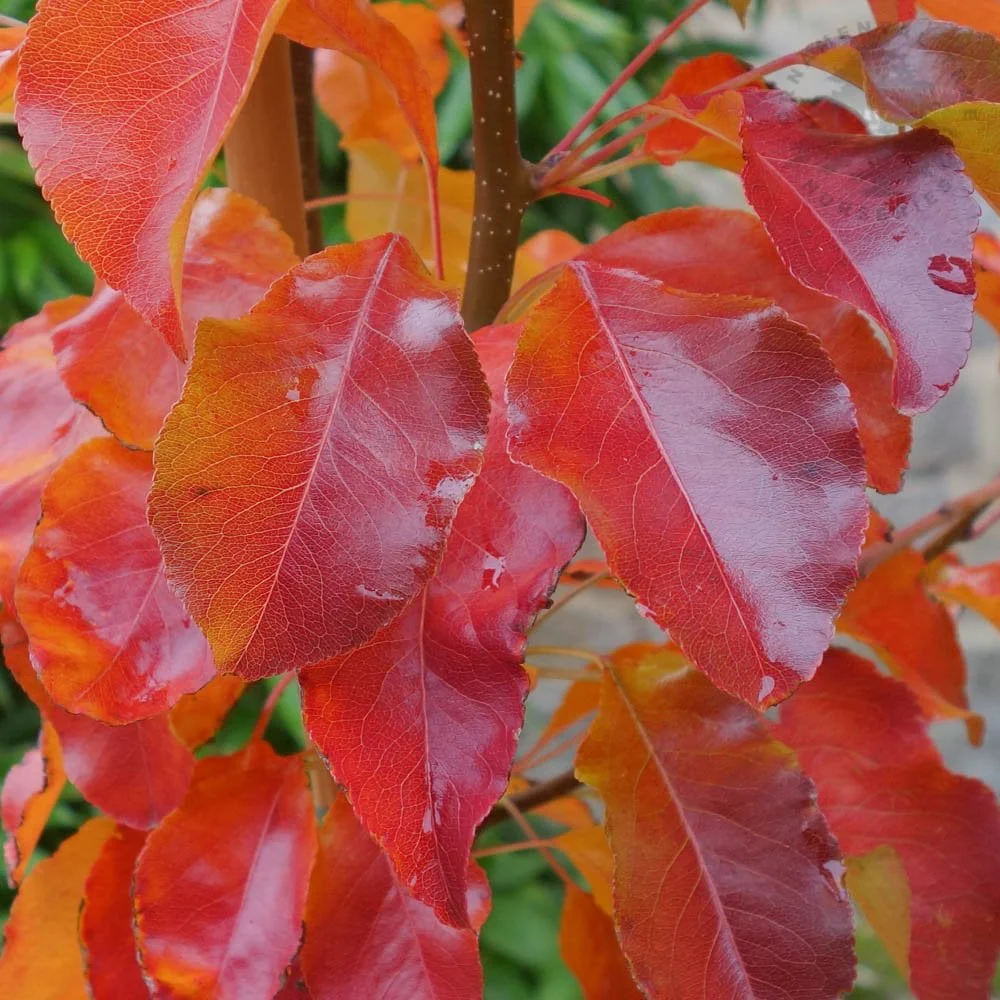Pyrus calleryana 'Chanticleer' Tree - Image 2