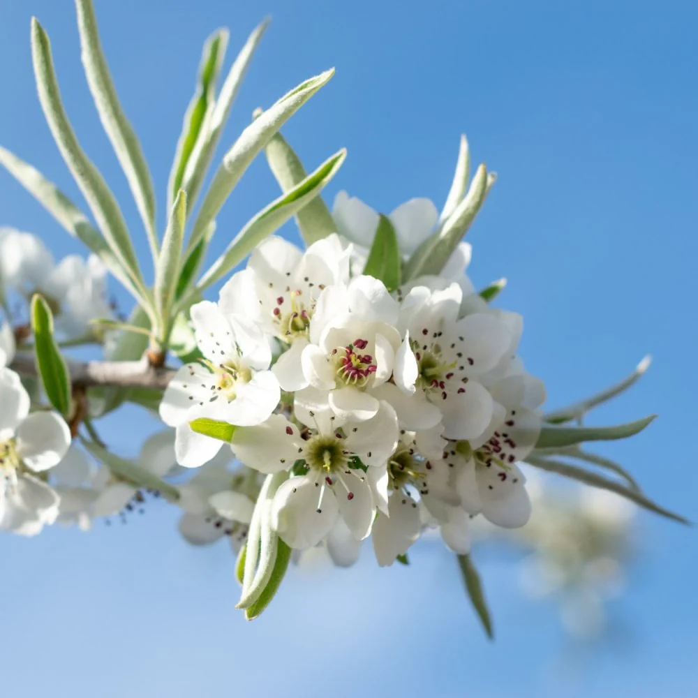 Pyrus salicifolia 'Pendula' Tree