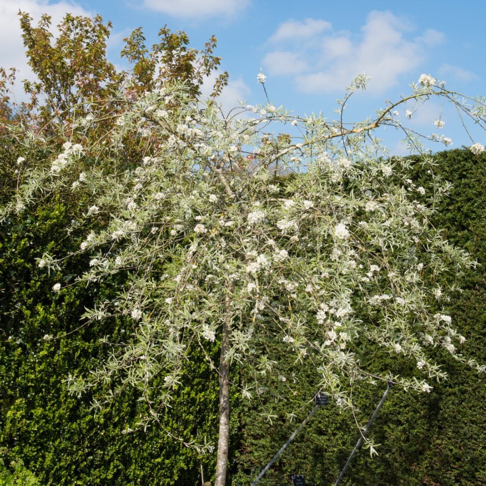 Pyrus salicifolia 'Pendula' Tree - Image 2