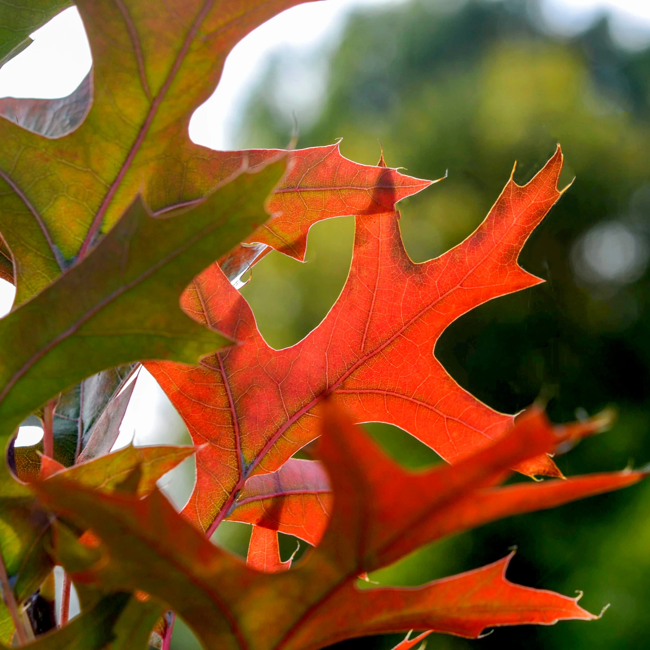 Quercus palustris 'Green Pillar' Tree