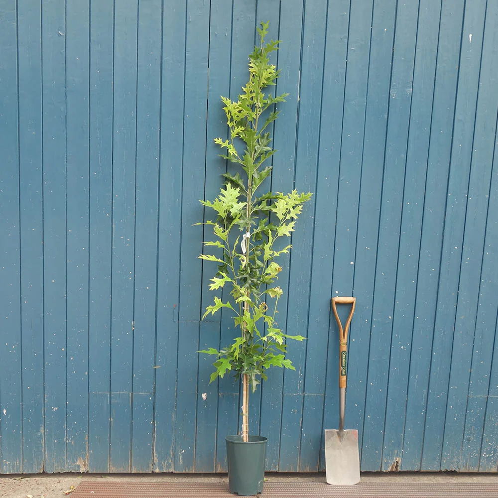 Quercus palustris 'Green Pillar' Tree - Image 2