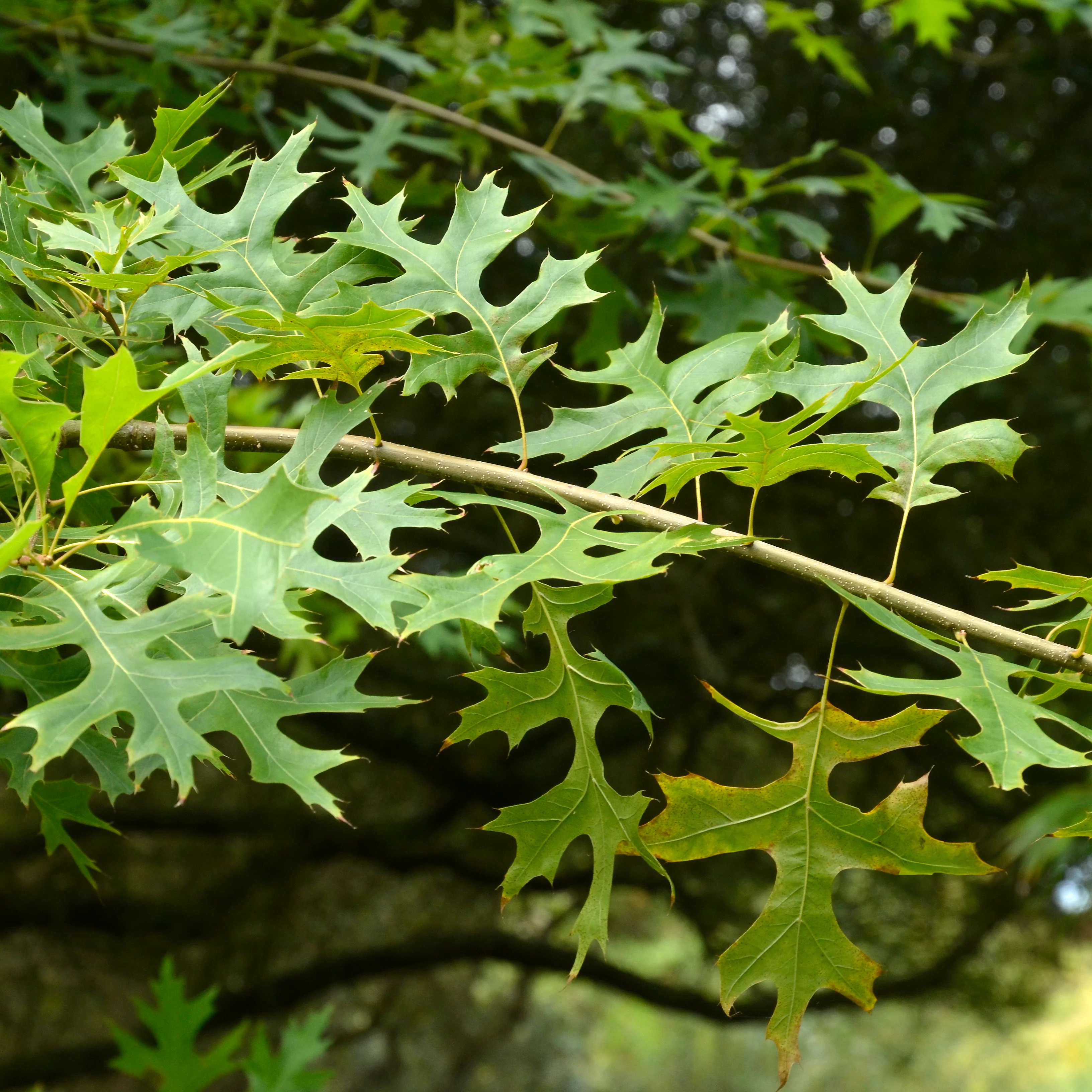 Quercus palustris Tree