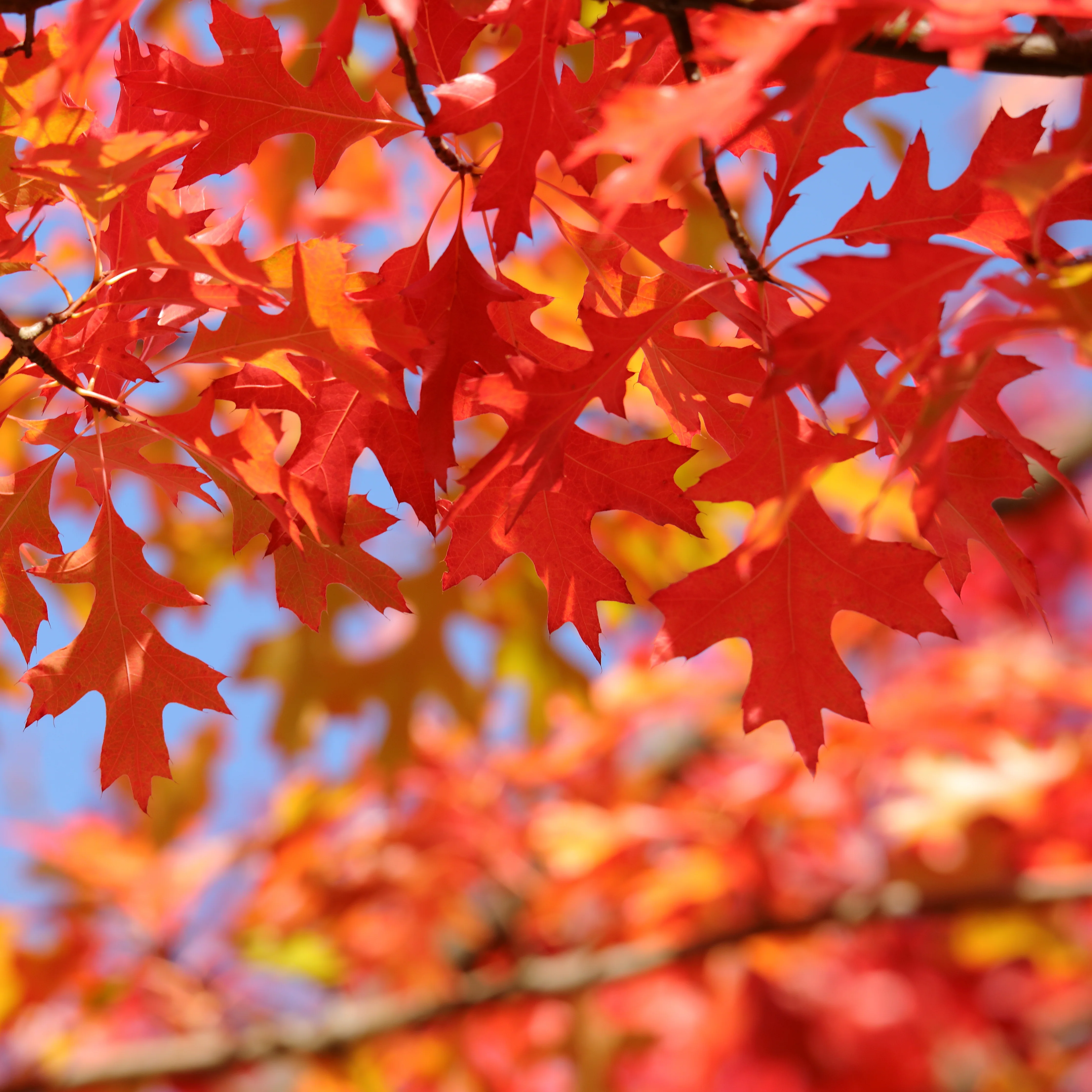 Quercus palustris Tree - Image 2