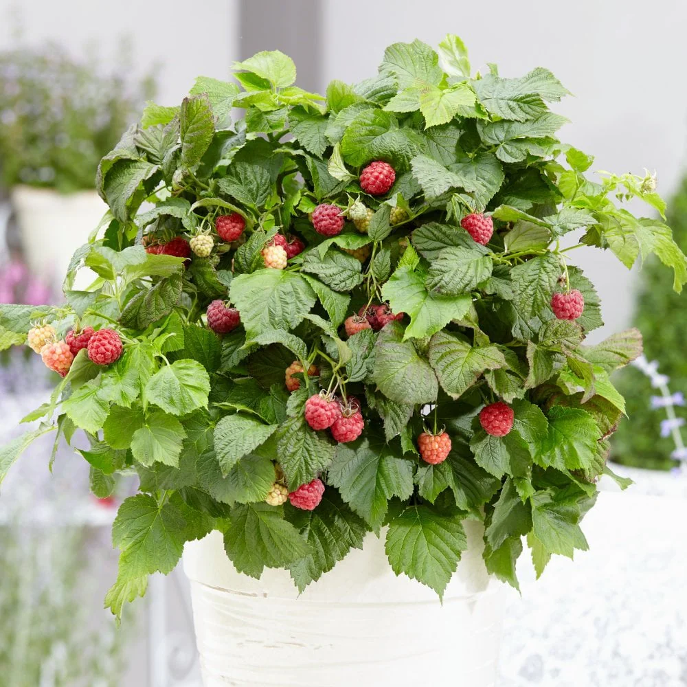 Raspberry Bonbonberry Yummy