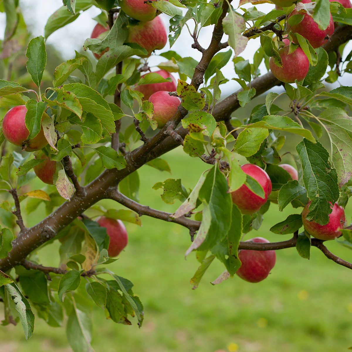 Red Falstaff Apple Tree - Image 2