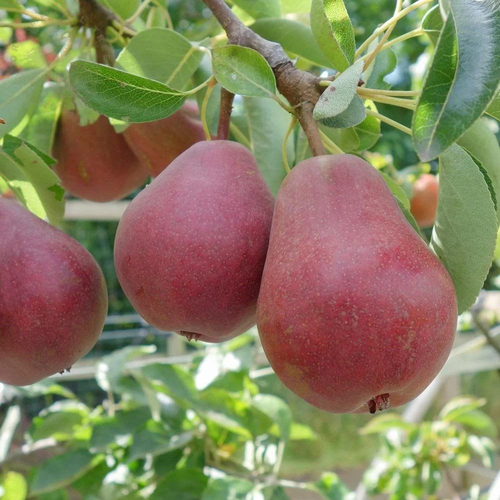 Red Williams Pear Tree