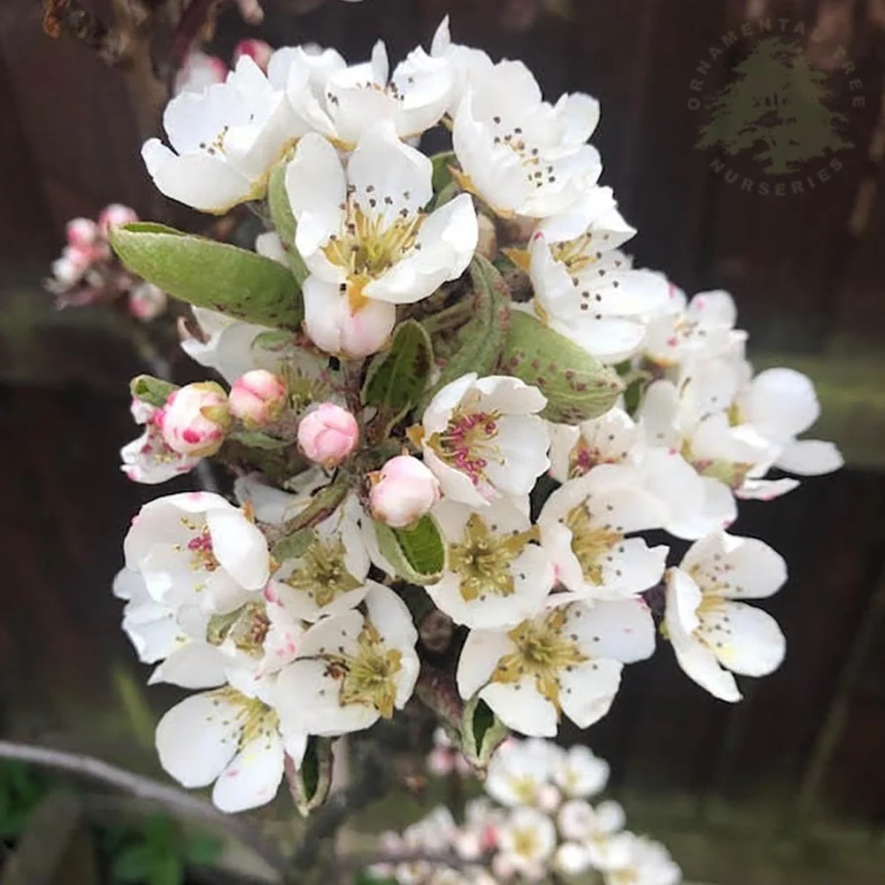 Red Williams Pear Tree - Image 2