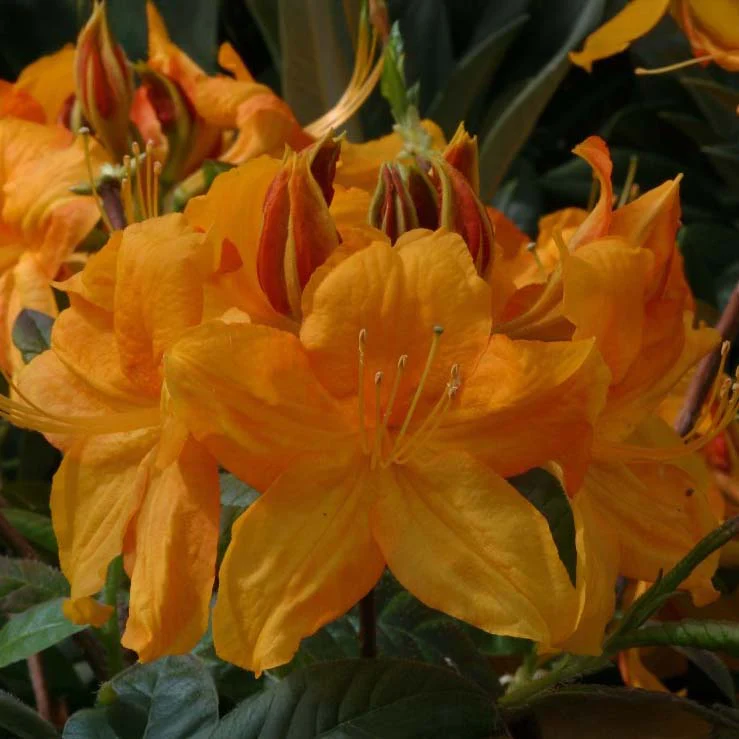 Azalea 'Klondyke' Shrub