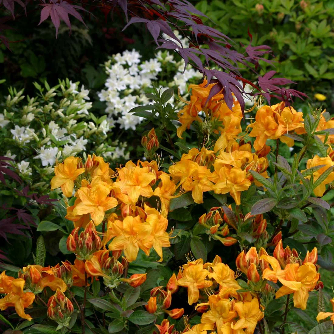 Azalea 'Klondyke' Shrub - Image 2