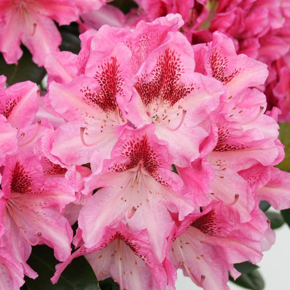 Rhododendron 'Cosmopolitan' Shrub - Image 5